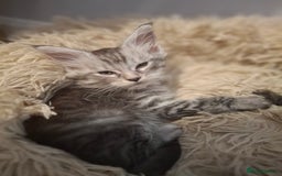 Maine Coon cats for sale: 💫Stunning Maine Coon Kittens 💫 - Image 4