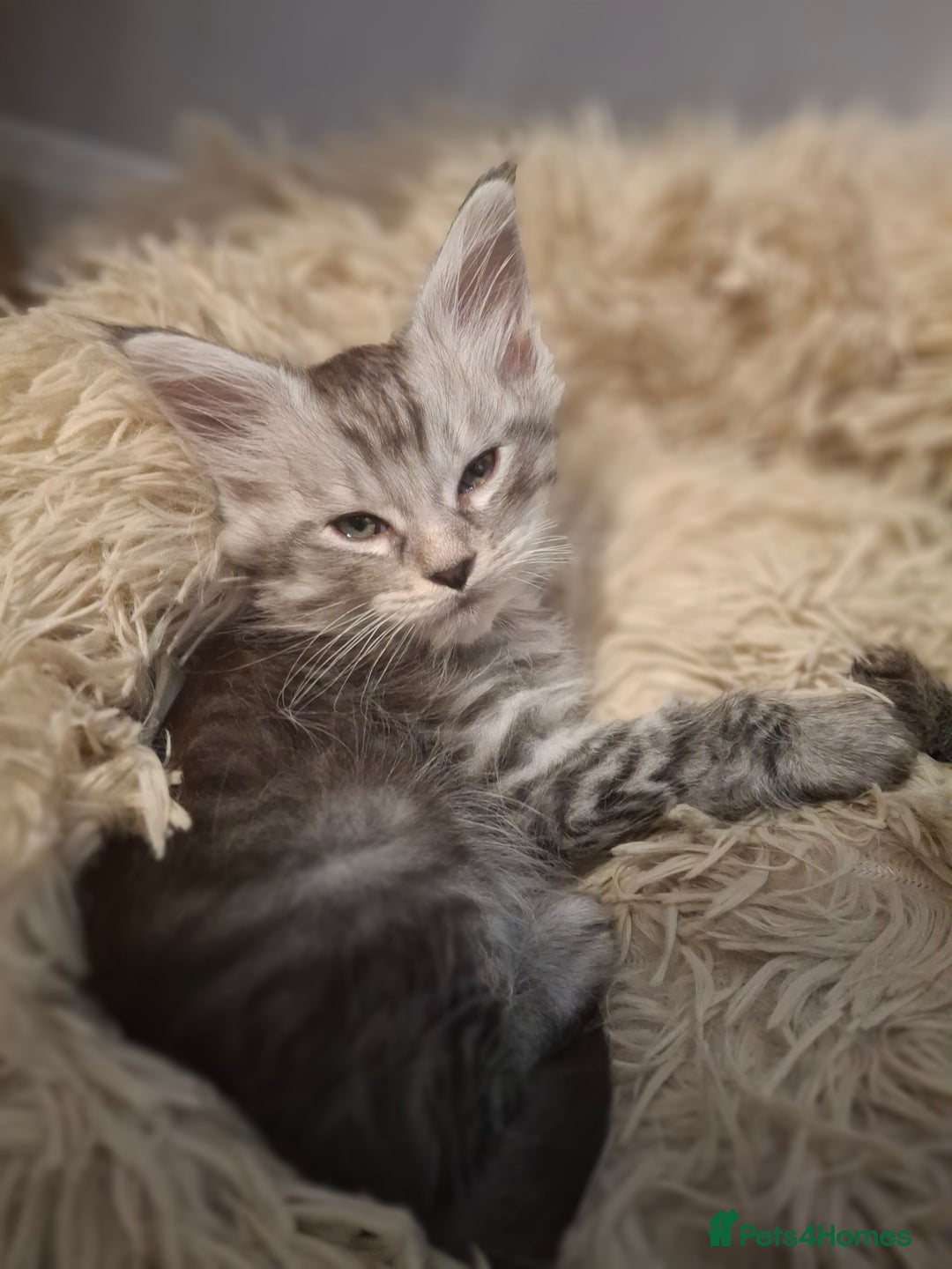 Maine Coon cats for sale: 💫Stunning Maine Coon Kittens 💫 - Image 4