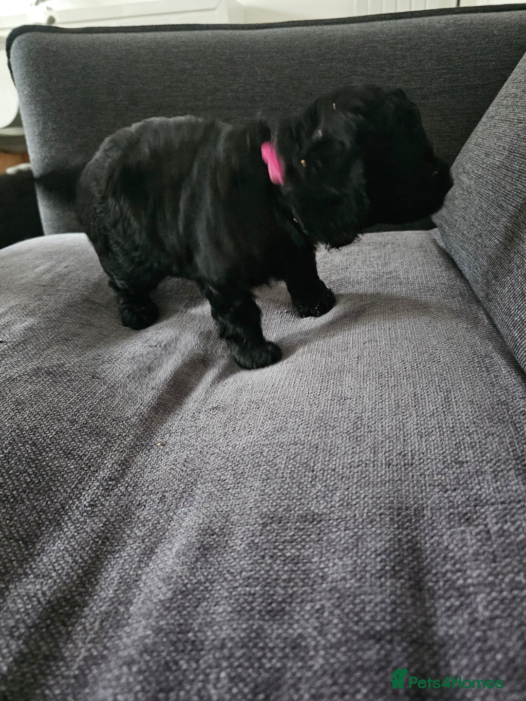 Cockapoo dogs for sale: Beautiful f2b cockapoos  - Image 7