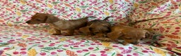 Mixed Breed dogs for sale: Miniature jack russel X Miniature dachshund  - Advert 3