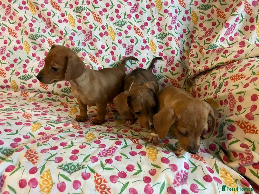 Mixed Breed dogs for sale: Miniature jack russel X Miniature dachshund  - Advert 3