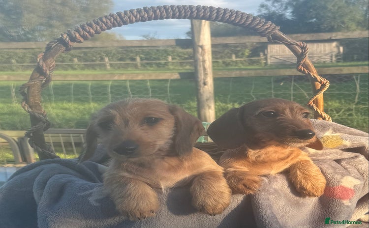 Miniature Dachshund dogs - Advert 7