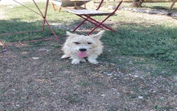Mixed Breed dogs for adoption: A Gentle & Beautiful Girl - for a Loving Home - Image 25