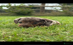 Miniature Dachshund dogs for sale: *CHAMPION LINES* Miniature Dachshund puppies - Image 7