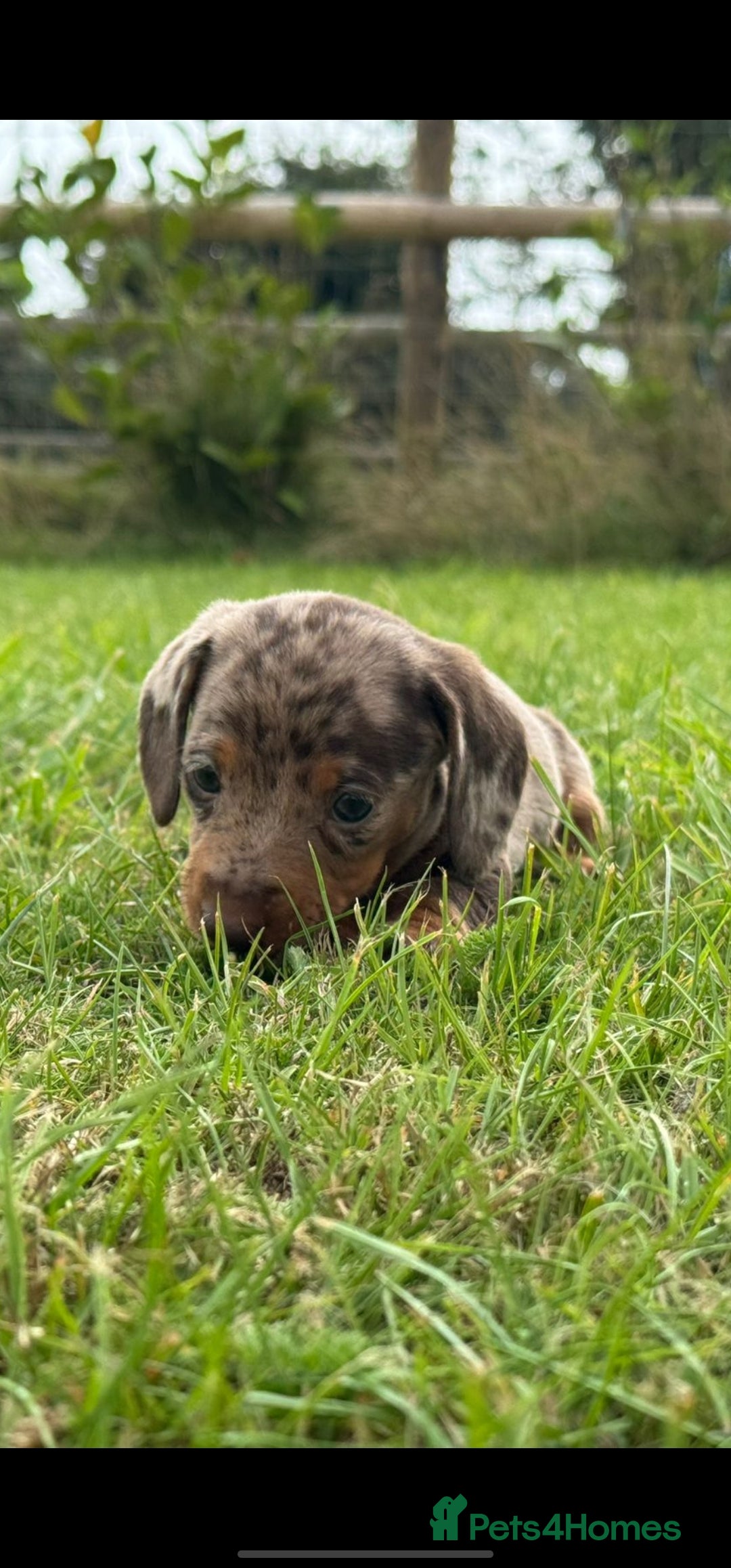 Miniature Dachshund dogs for sale: *CHAMPION LINES* Miniature Dachshund puppies - Image 7