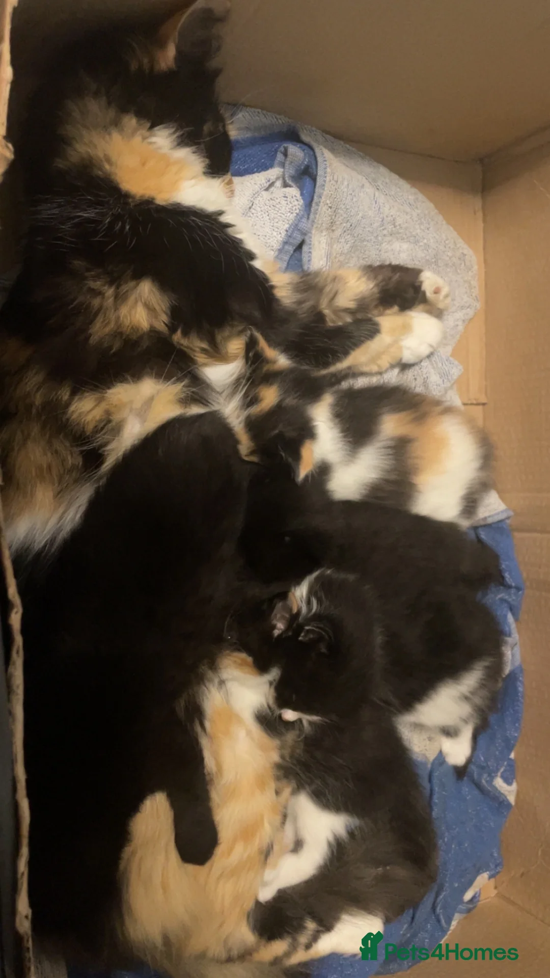 Mixed Breed cats for sale: 5 kittens 8 weeks old - Advert 10