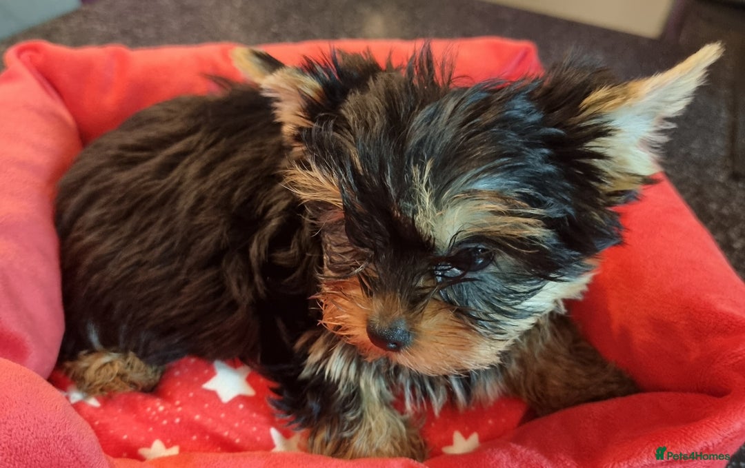 Yorkshire Terrier dogs for sale: Yorkshire Terrier puppies  - Image 13