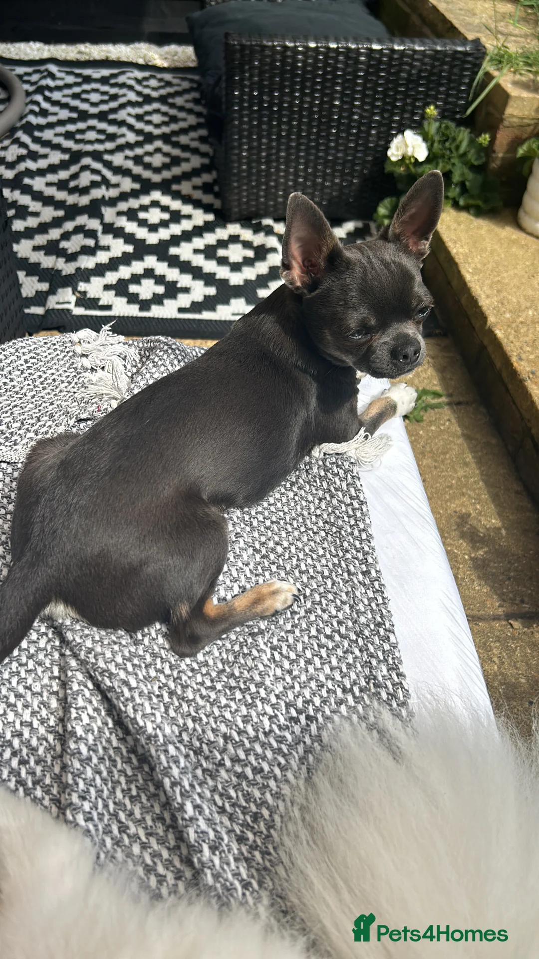 Chihuahua dogs for stud: Stud only. Full pedigree lilac chihuahua £300 - Advert 2