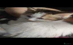 Mixed Breed cats for sale: Beautiful kittens ready for new loving homes  - Image 1