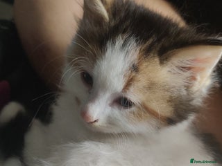 Mixed Breed cats - Advert 4