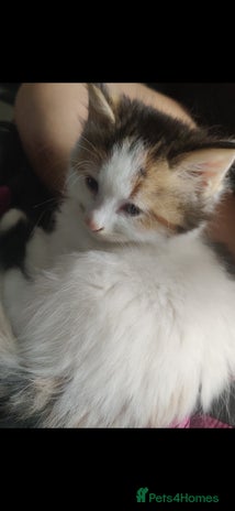 Mixed Breed cats - Advert 2