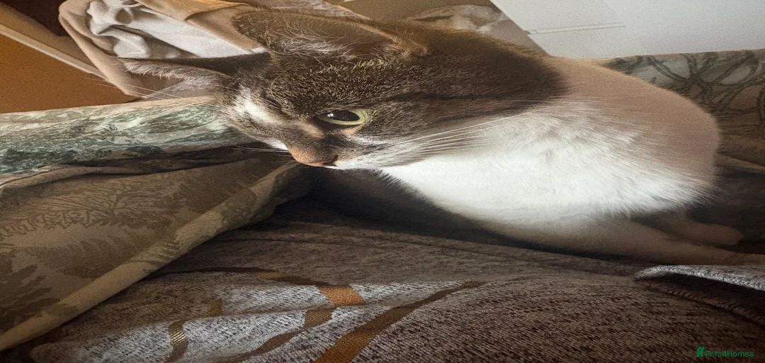 Gallery Image {{count}}