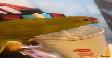 Parakeets birds - Advert 1