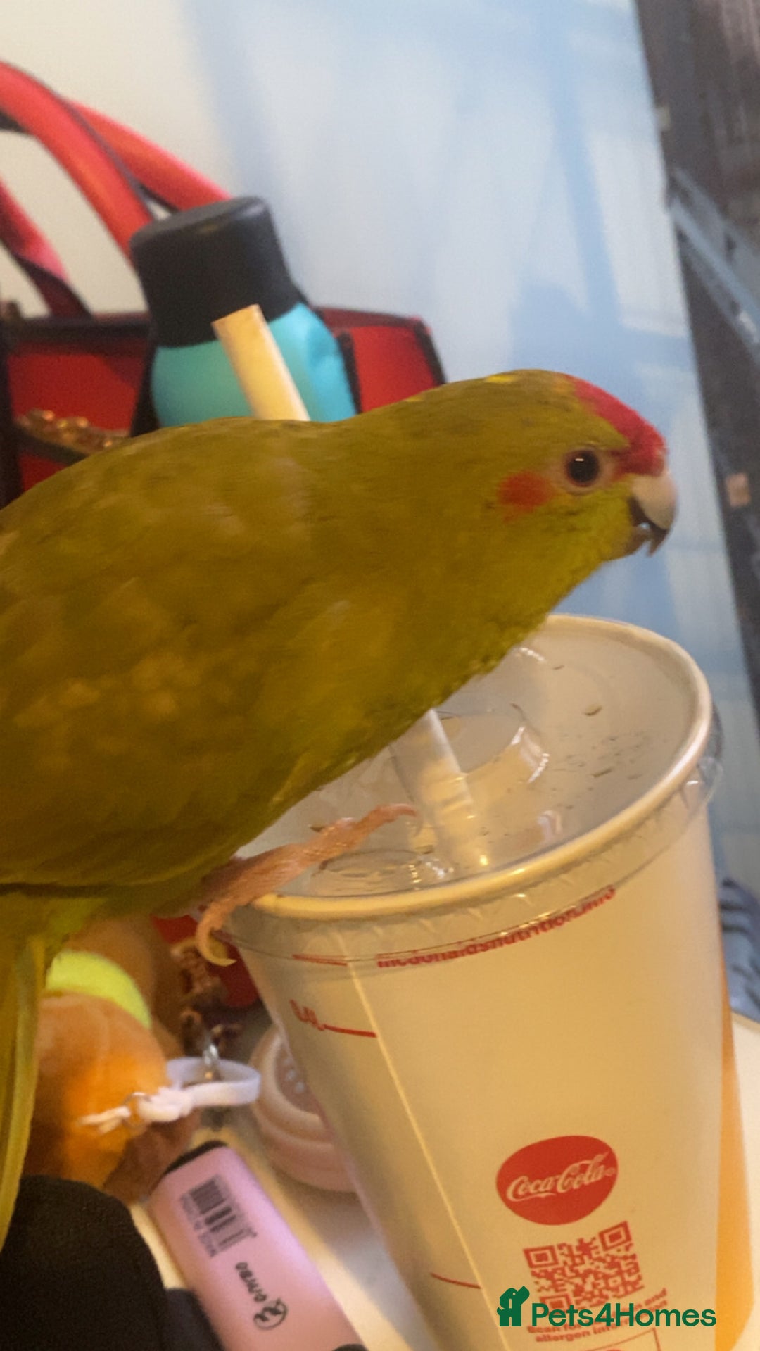 Parakeets birds for sale: Green and red parakeet - Image 2