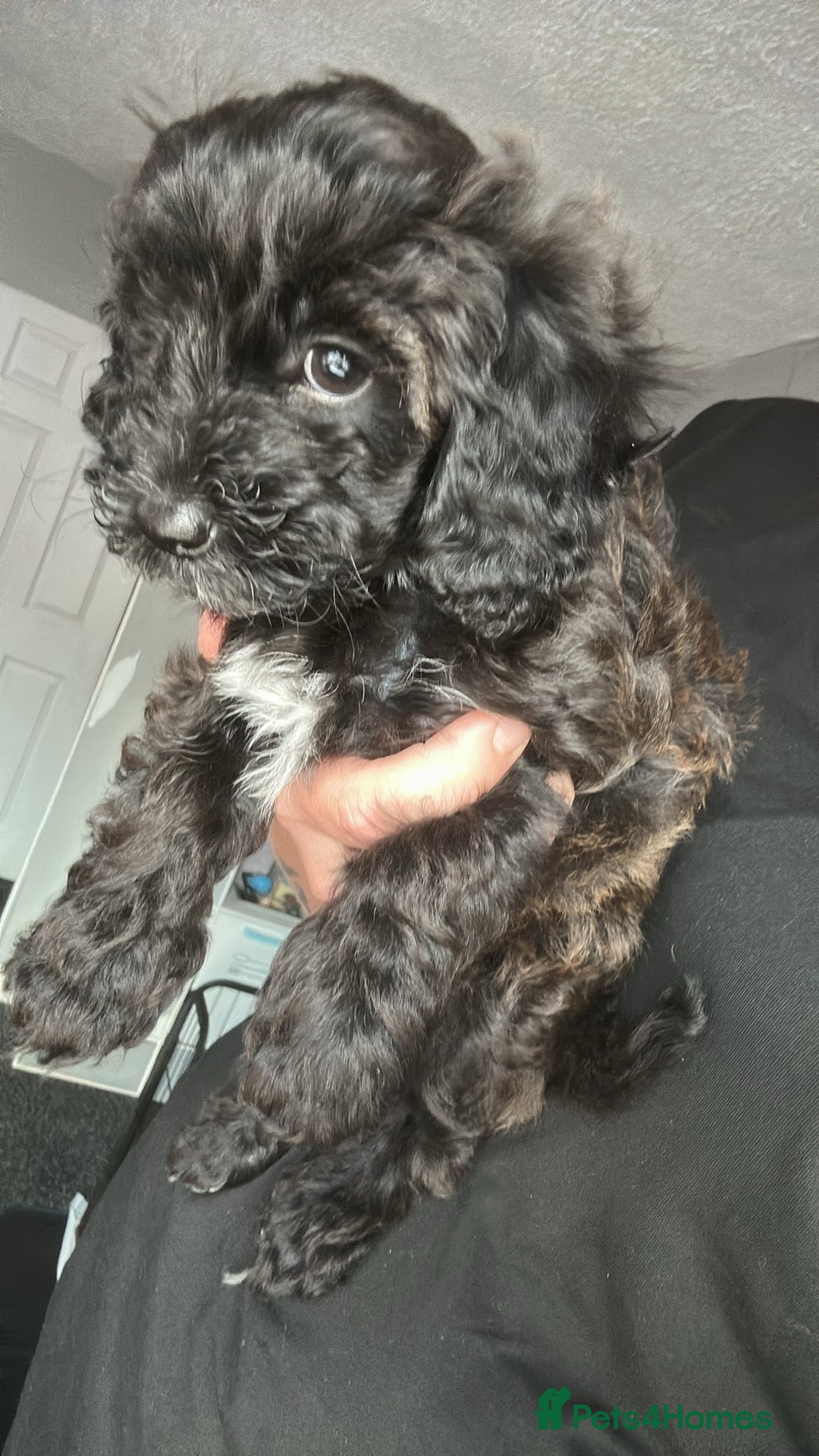 Maltipoo dogs for sale: F1 maltipoos  - Image 2