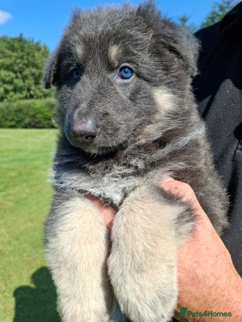 German Shepherd dogs - Advert 2