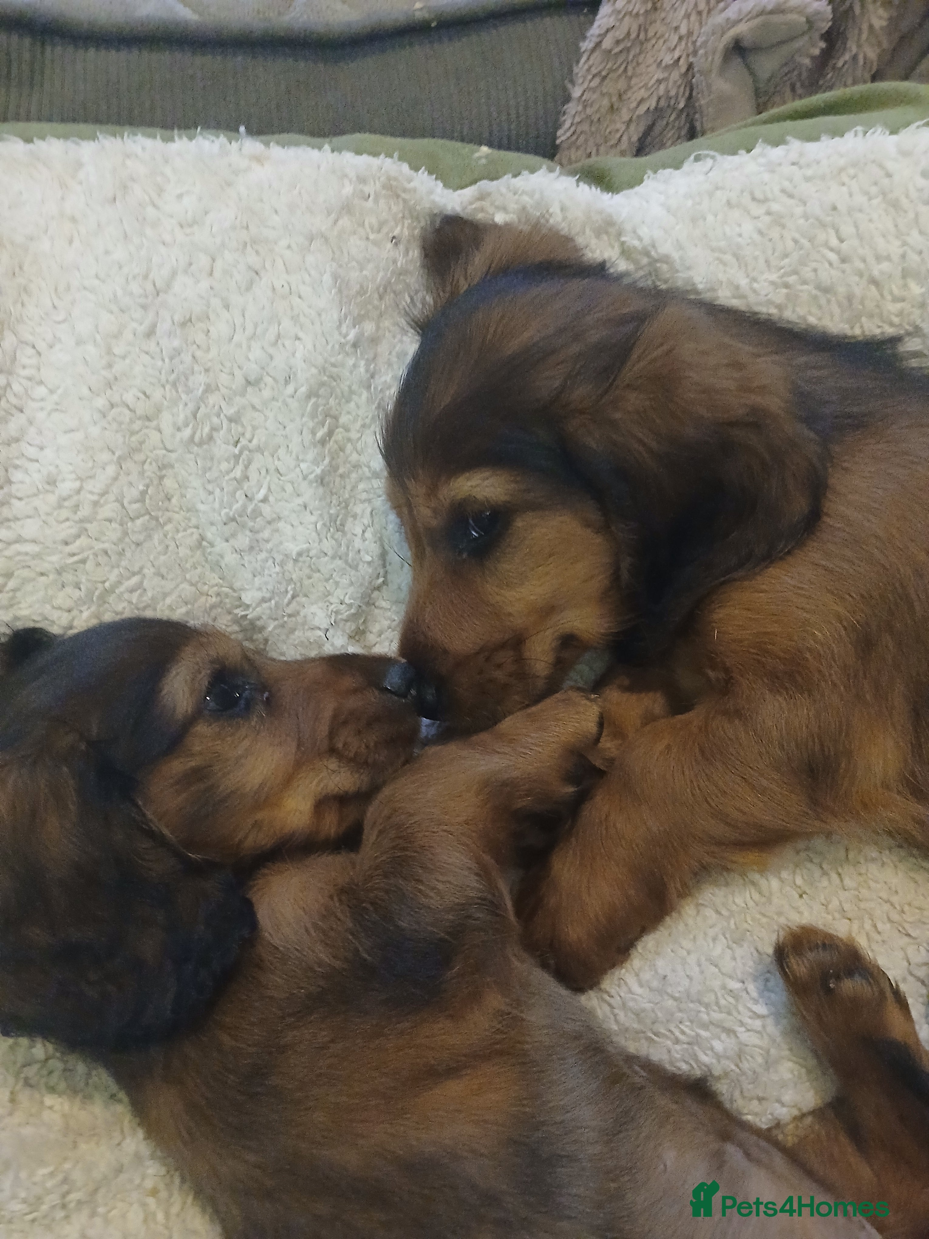 Dachshund dogs Longhaired Dachshunds small standardard - Advert 18