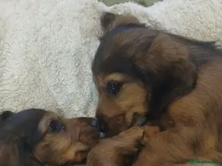 Dachshund dogs Longhaired Dachshunds small standardard - Advert 18