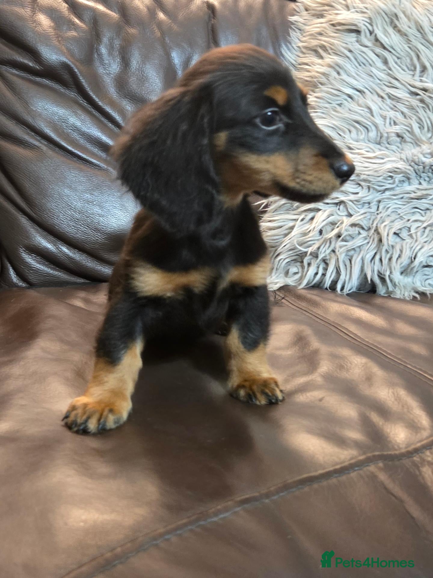 Miniature Dachshund dogs True longhaired minature dachshunds  - Advert 2