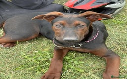 Mixed Breed dogs for sale: Laizhou Hong (Chinese red dog) puppies  in Rotherham - Image 17