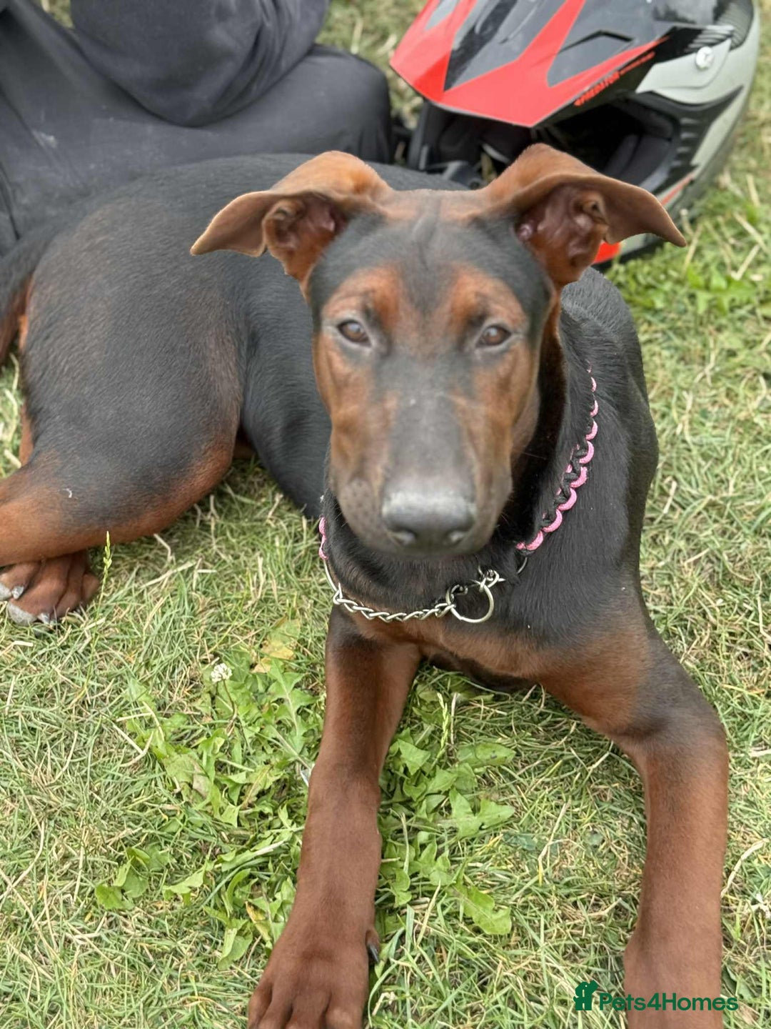 Mixed Breed dogs for sale: Laizhou Hong (Chinese red dog) puppies  in Rotherham - Image 17