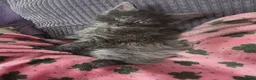Maine Coon cats for sale: Maine coon kittens - Advert 17