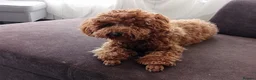Miniature Poodle dogs for sale: Miniature poodle puppy - Advert 2