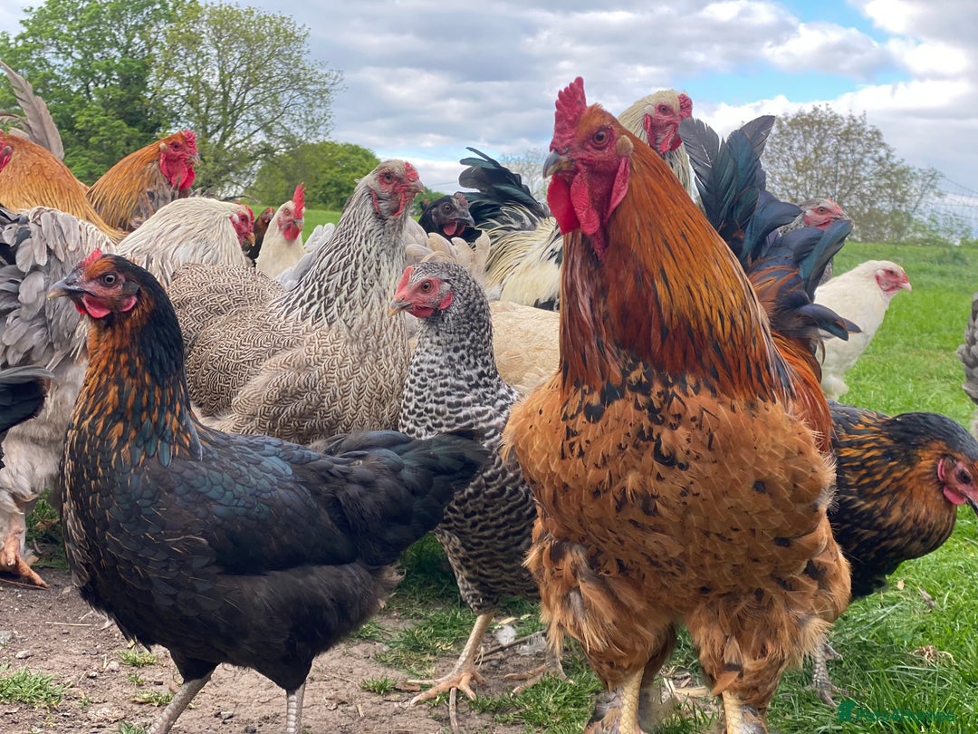 Mixed Breed birds for sale: Point of lay Hens & Pullets – VARIOUS BREEDS 🦚  - Image 15
