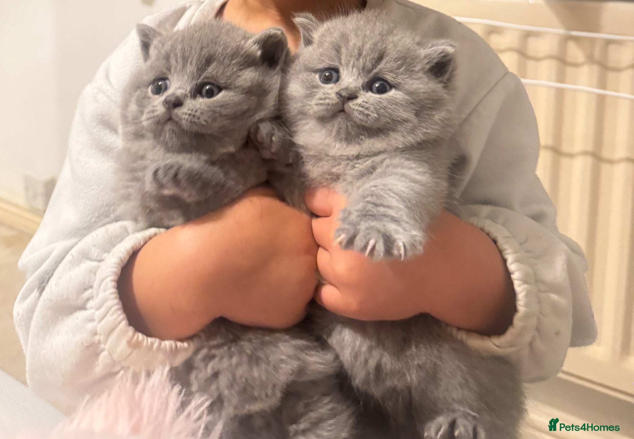 British Shorthair cats British short hair kitten - Advert 14