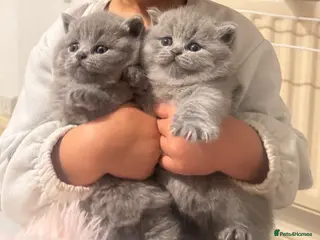 British Shorthair cats British short hair kitten - Advert 9