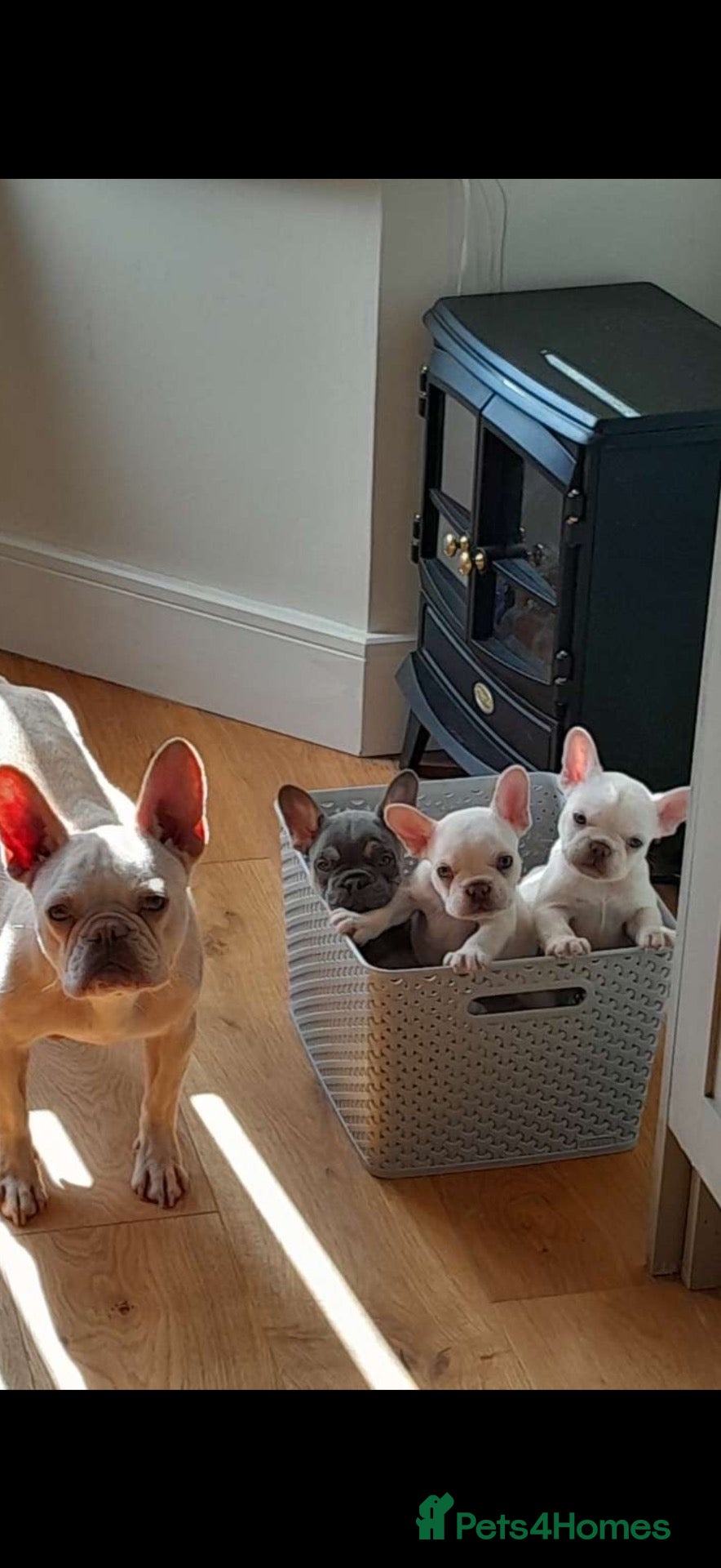 French Bulldog dogs French bull dog puppy’s  - Advert 1