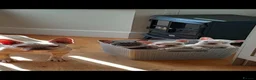 French Bulldog dogs for sale: French bull dog puppy’s  - Advert 1