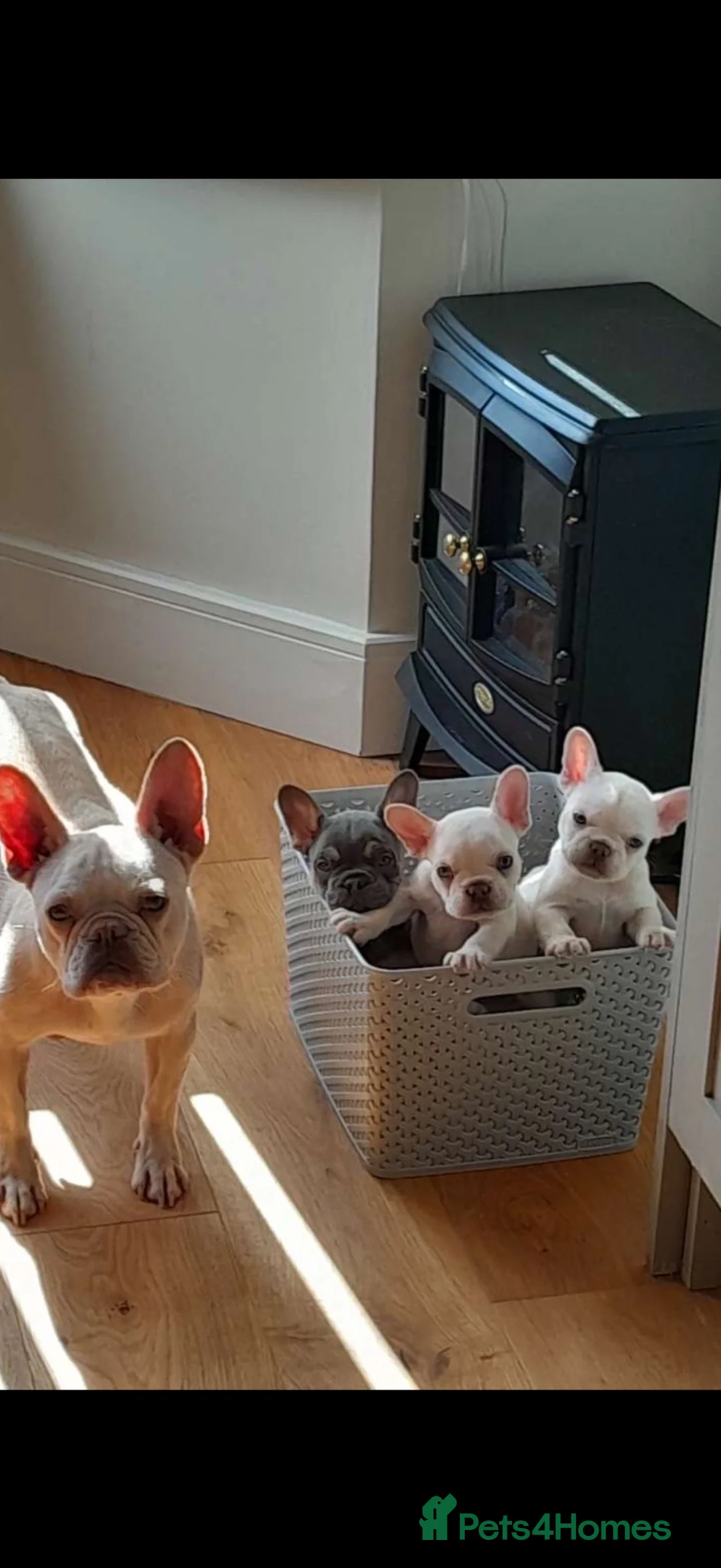 French Bulldog dogs for sale: French bull dog puppy’s  - Advert 1