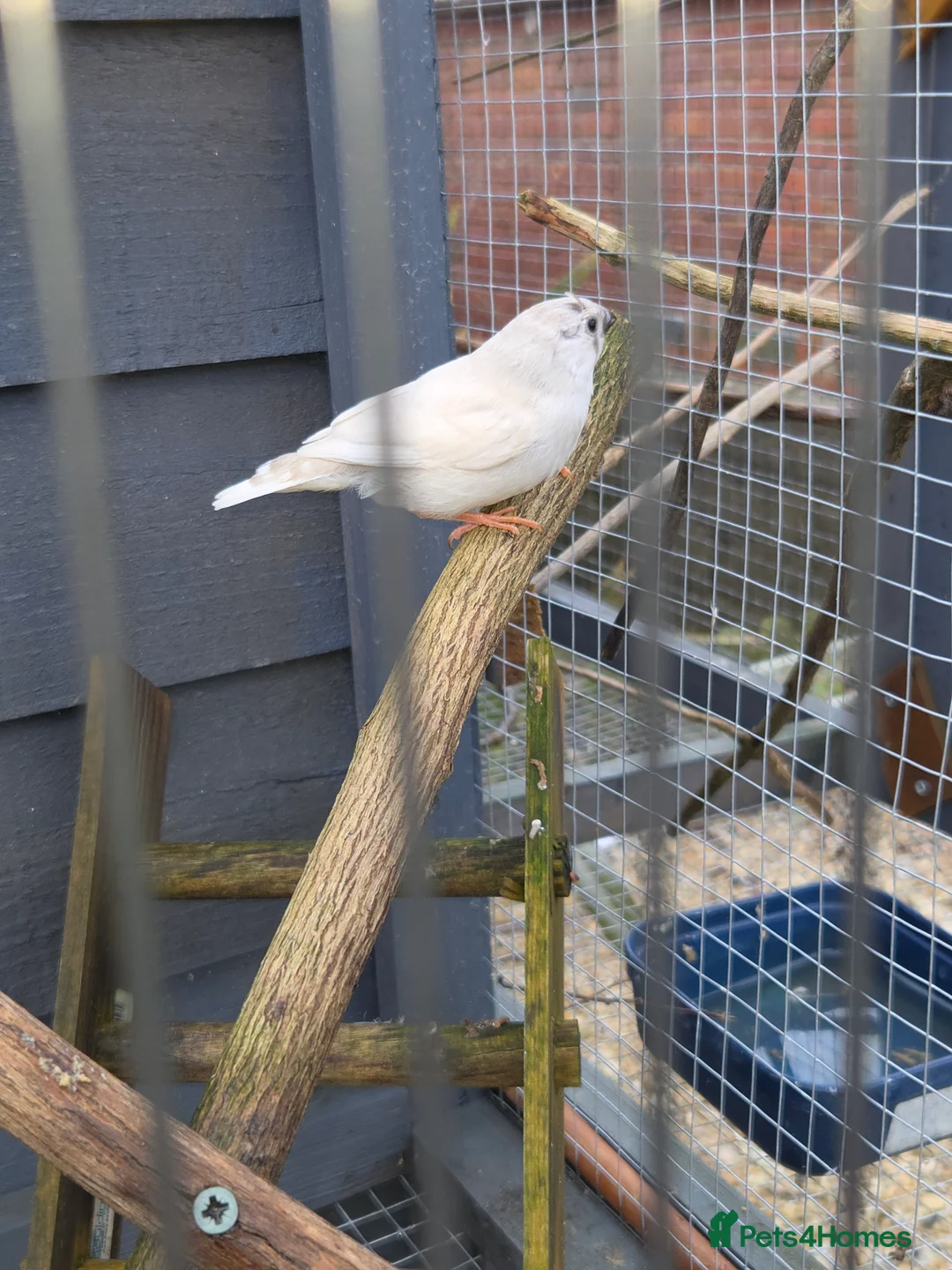 Finches birds for sale: Mixed aviary and indoor breed Zebra finches - Advert 4