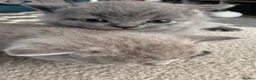 British Shorthair cats for sale: British shorthair kittens  - Advert 6
