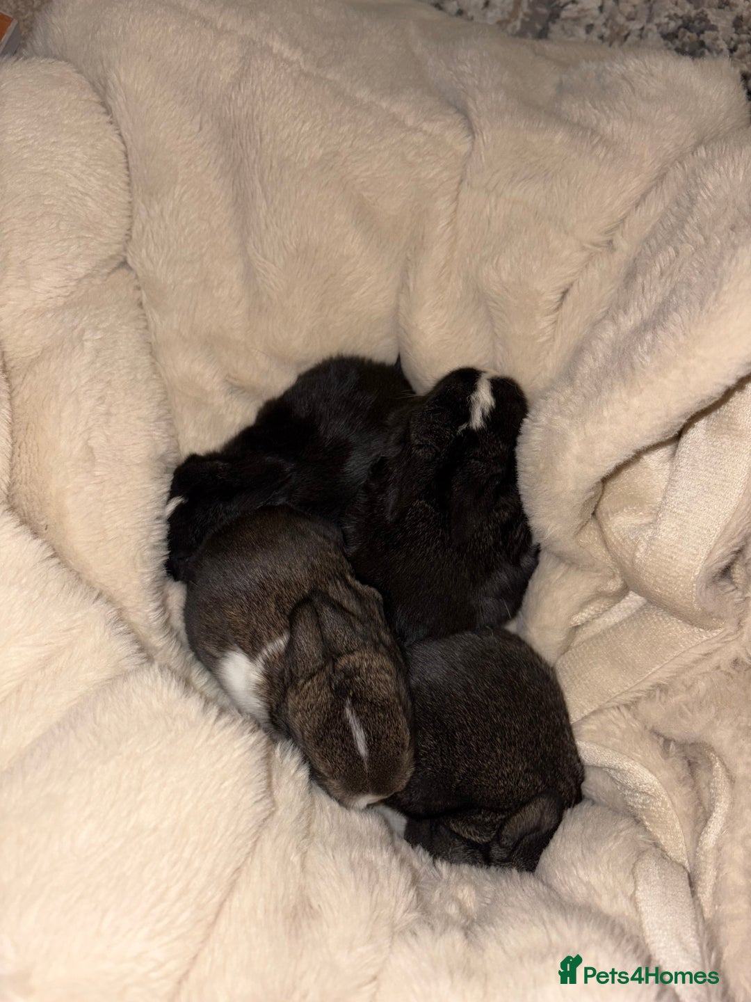 Mixed Breed rabbits for sale: 4X Mini Buns Netherland dwarf with French Lop - Advert 5