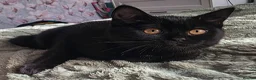 British Shorthair cats for sale: Last kitten left- Female- - Advert 3