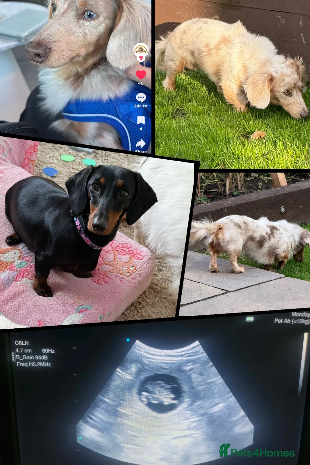 Dachshund dogs for sale: Dotty is pregnant!  - Advert 1