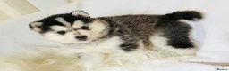 Pomsky dogs for sale: Stunning F3 Pomsky Puppies - Advert 8