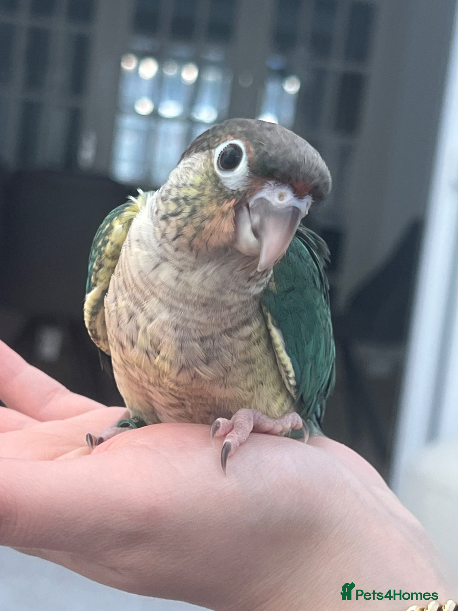 Conures birds Ready Now: Hand-Reared Baby Conures - Advert 2
