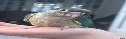 Conures birds for sale: Ready Now: Hand-Reared Baby Conures - Advert 2