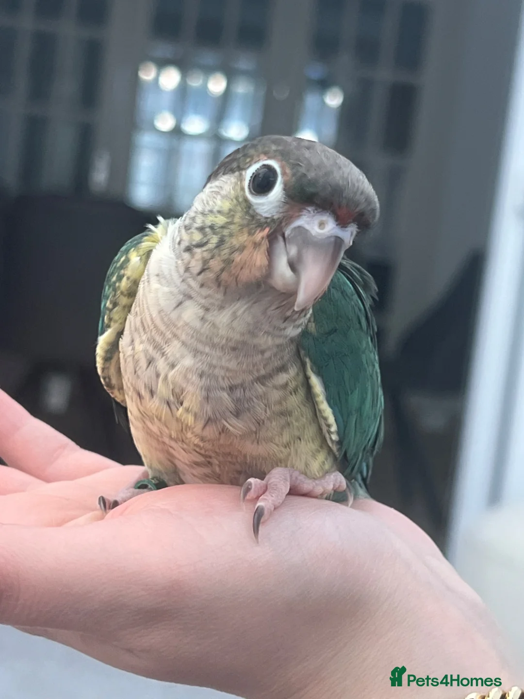 Conures birds for sale: Ready Now: Hand-Reared Baby Conures - Advert 2
