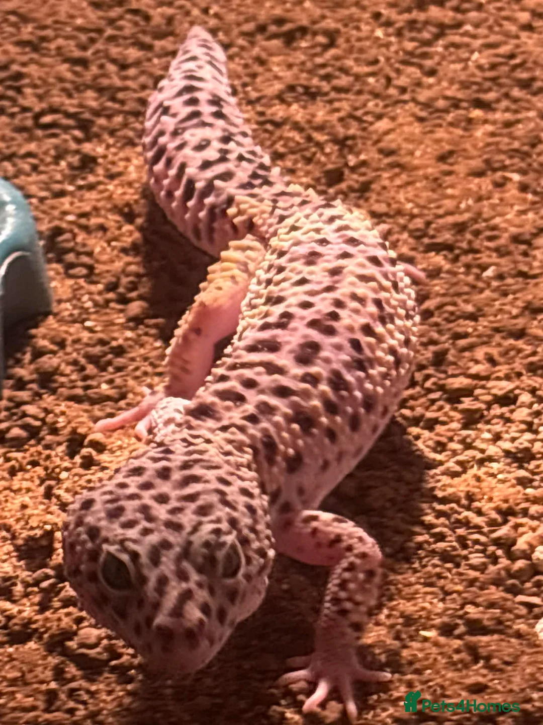 Mixed Breed reptiles for sale: Reptile bundle for sale - Advert 9