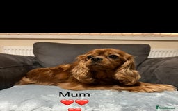 Cavapoo dogs for sale: Stunning litter of cavapoos - Image 17