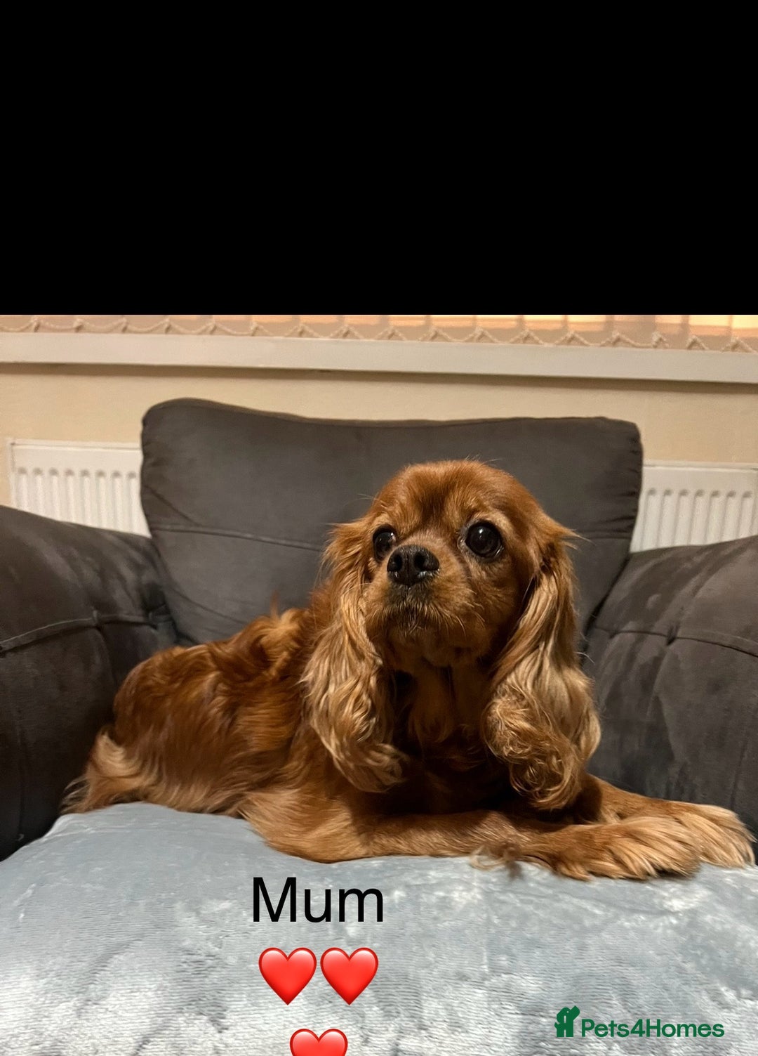 Cavapoo dogs for sale: Stunning litter of cavapoos - Image 17
