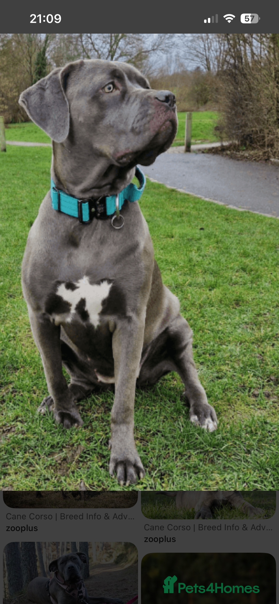 Cane Corso dogs for sale: Cane corso pups, 4 girls 2 boys, black and grey - Advert 5