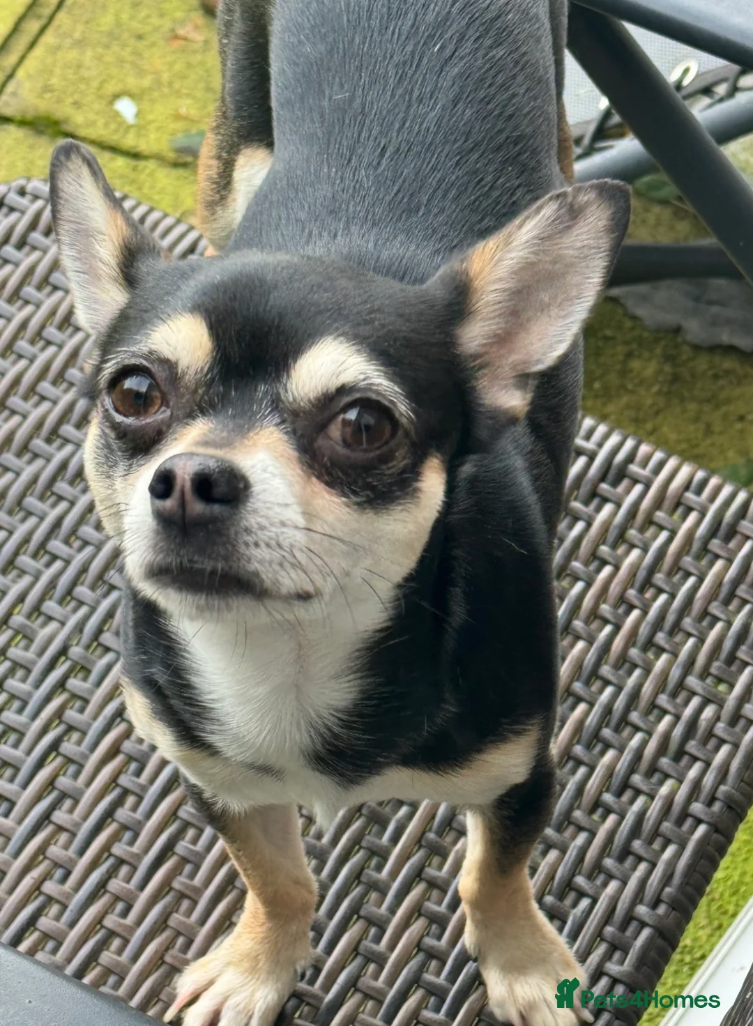 Chihuahua dogs for sale: X2 chihuahua  - Advert 2