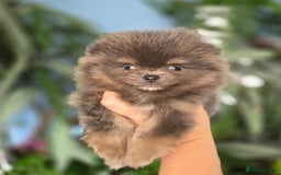 Pomeranian dogs for sale: True to type blue and chocolate boy - Image 2