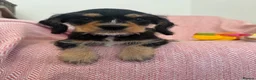 Cavalier King Charles Spaniel dogs for sale: Schnauzerlier,(cavalier x schnauzer)  - Advert 5