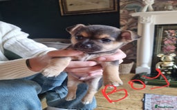 Chorkie dogs for sale: 3 little babies left. - Image 1